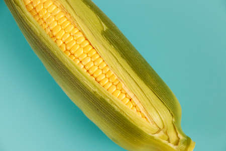 Freshly picked corn on the tableの写真素材