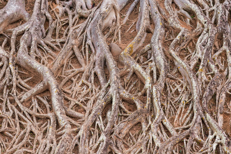 root of tree textureの写真素材