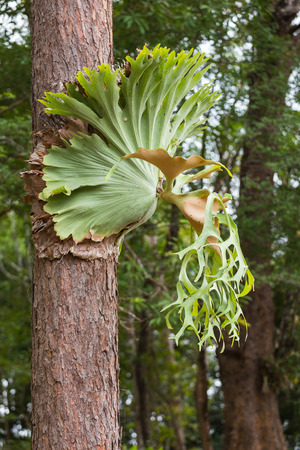 Platycerium ferns.の写真素材
