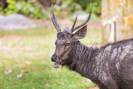 Deer smiling on the grass.の写真素材