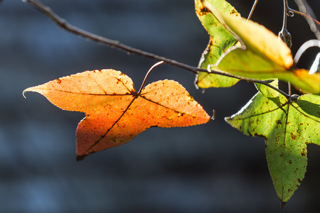 Maple Leaf with the light penetrates.の写真素材