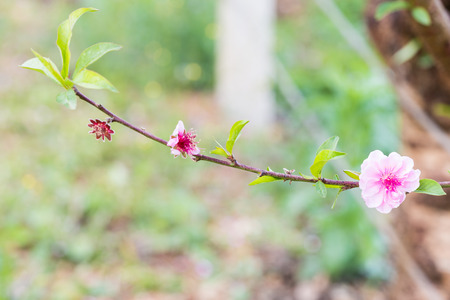 Wild Himalayan Cherryの写真素材