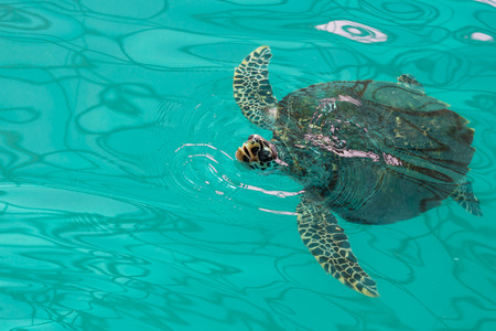 Sea turtle swimming in a green pool.の写真素材