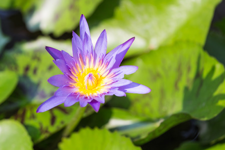 Purple Lotusの写真素材