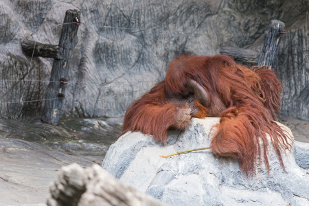 Orangutan lie on the rock.の写真素材