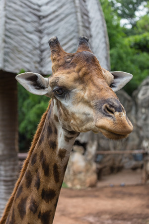 Closeup face of giraffe in the zoo.の写真素材