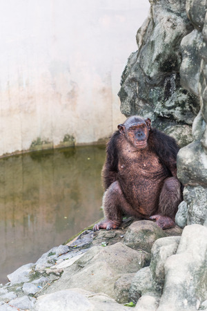 chimpanzee sitting on the rock beside the pool.の写真素材