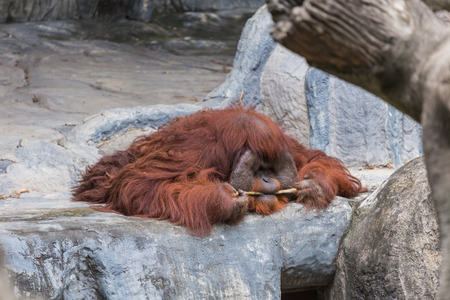 Orangutan lie on the rock.の写真素材