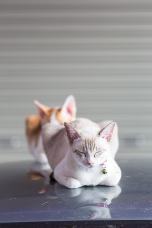 A couple of cats sleeping on the car roof in the garage.の写真素材
