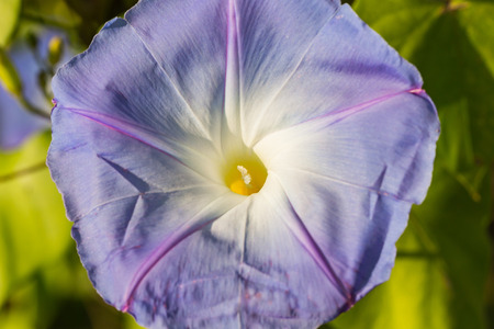 Purple Morning Glory Blooming in the Sunlight