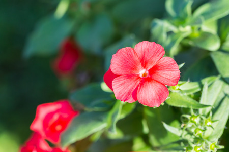 Red Hibiscus flowerの写真素材