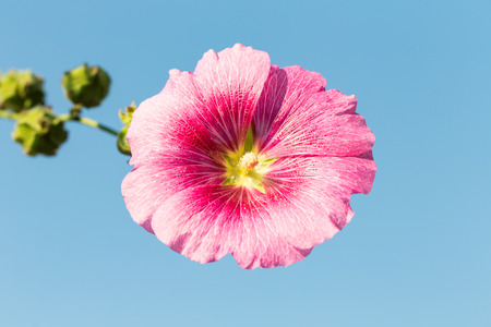 Pink poppy flower close up on the blue sky.の写真素材