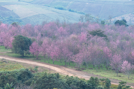 Wild himalayan cherry garden on the hill in  Thailand in the morning light.の写真素材