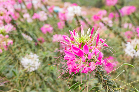 Cleome flower or spider flower (Cleome spinosa) in beautiful garden.の写真素材