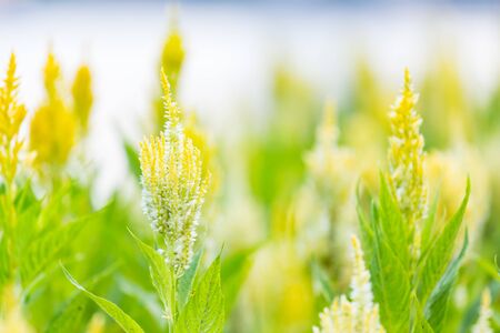 Yellow plumed cockscomb in the garden on nature lights backgroundの写真素材