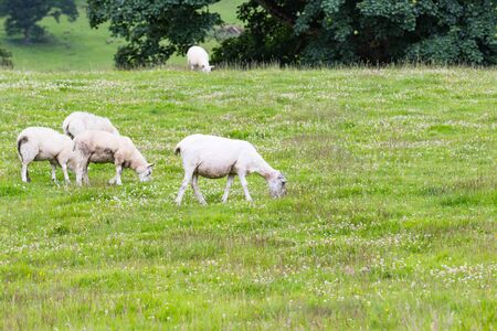 Sheep in nature green meadow.の写真素材