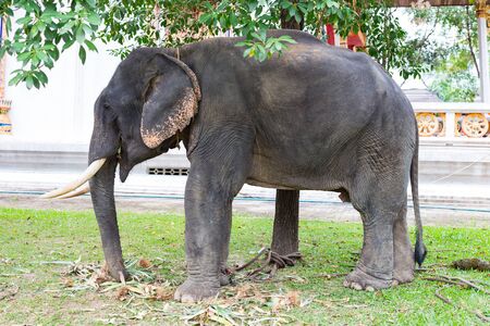 Close up of Asian elephant eating grass under a tree.の写真素材