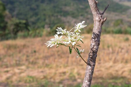 Photo of blooming White Christmas flowers or Pascuita, Euphorbia Ieucocephala Lotsy growing on the hill.の写真素材