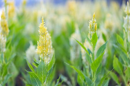 Yellow plumed cockscomb in the garden on nature lights backgroundの写真素材