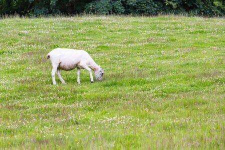 Sheep in nature green meadow.の写真素材