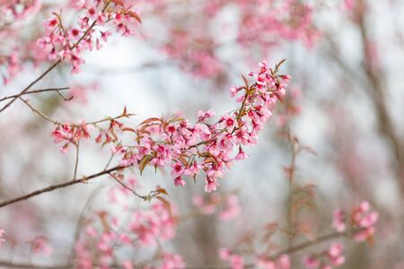 Wild himalayan cherry on tree in Thailand in the morning light.の写真素材