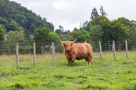 Highland Cattle walking in a farm.の写真素材