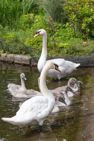 Gooses family on the coast Inlandの写真素材