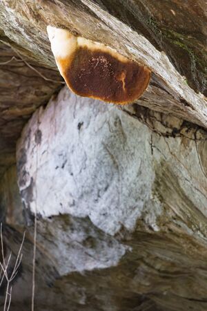 honeycomb on the rockの写真素材