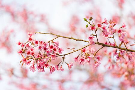 Wild himalayan cherry on tree in Thailand in the morning light.の写真素材