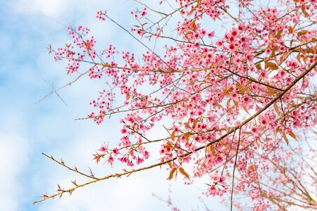 Wild himalayan cherry on tree in Thailand in the morning light on the blue sky.の写真素材