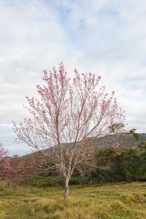 Wild himalayan cherry on tree in Thailand in the morning light.の写真素材