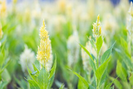 Yellow plumed cockscomb in the garden on nature lights backgroundの写真素材