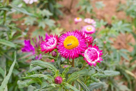 Everlasting, Strawflower (Xerochrysum bracteatum). Taken by using top view style.の写真素材