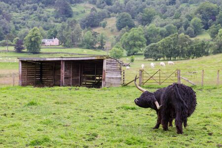 A black Highland Cattle playing in a farm.の写真素材