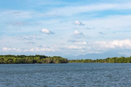 Mangrove forest, view from another side of river.の写真素材