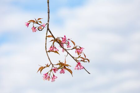 Wild himalayan cherry on tree in Thailand in the morning light.の写真素材