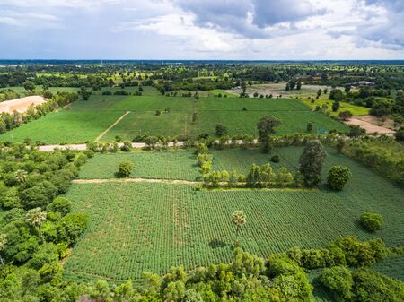 Aerial view from flying drone of Field rice with landscape green pattern nature backgroundの写真素材