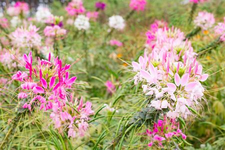 Cleome flower or spider flower (Cleome spinosa) in beautiful garden.の素材 [FY310145873491]