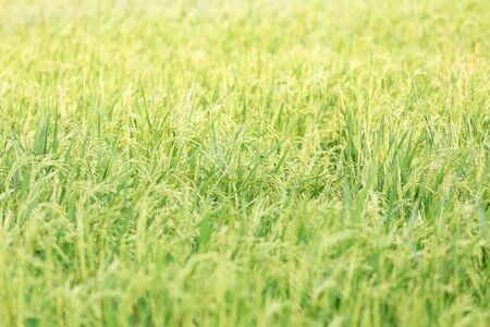 An organic asian golden rice farm during the sun set in the countryside of Thailand.の写真素材