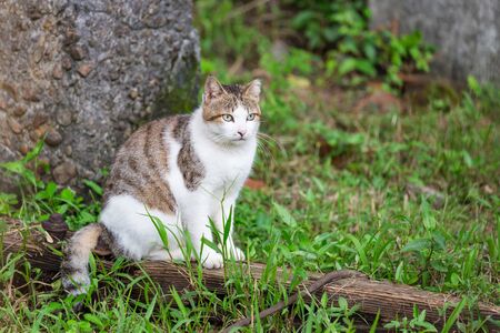 The brown cat sitting on wood on the grass.の写真素材