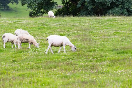 Sheep in nature green meadow.の写真素材