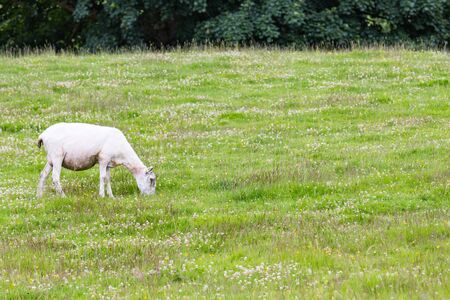 Sheep in nature green meadow.の写真素材