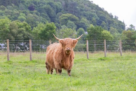 Highland Cattle walking in a farm.の写真素材