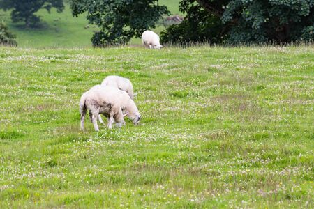 Highland Cattle walking in a farm.の写真素材