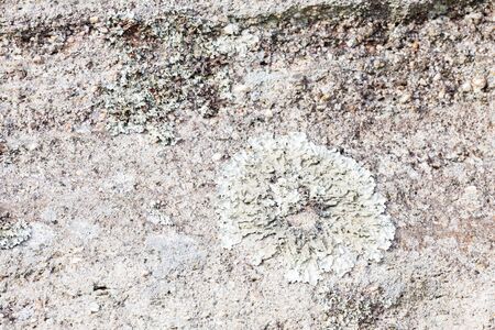 fungi  on the rockの写真素材