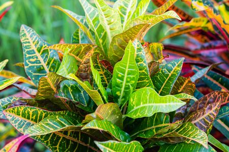croton leaves fenceの写真素材