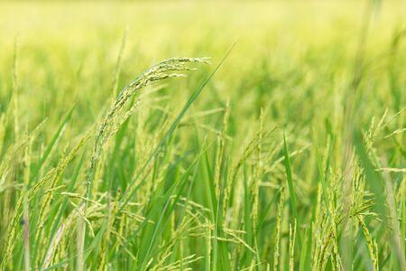 An organic asian golden rice farm during the sun set in the countryside of Thailand.の写真素材