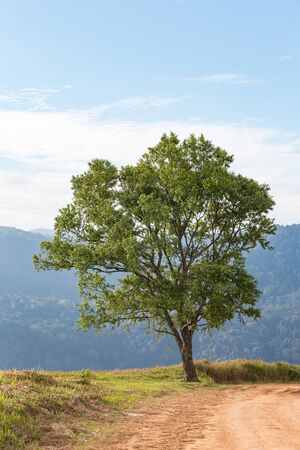A Big tree on the blue sky.の写真素材