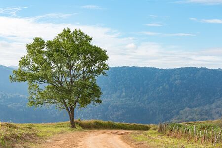 A Big tree on the blue sky.の写真素材