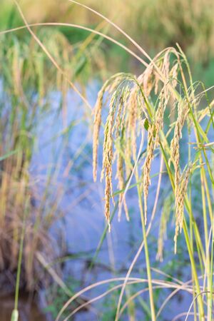 An organic asian golden rice farm during the sun set in the countryside of Thailand.の写真素材